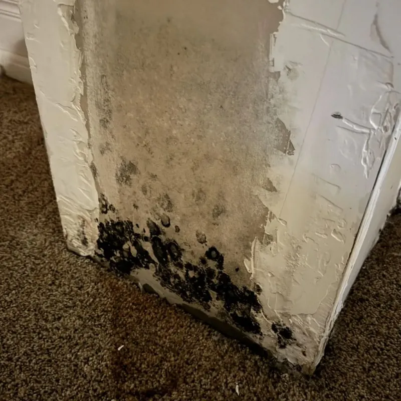 Professional Mold Removal in Meriden, CT